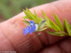 Polygala gerrardii