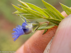 Polygala gerrardii