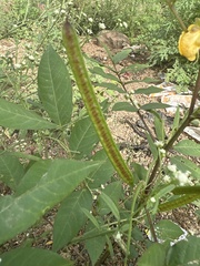 Senna occidentalis