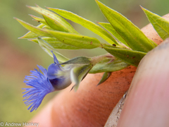 Polygala gerrardii