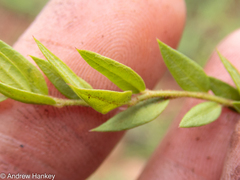 Polygala gerrardii