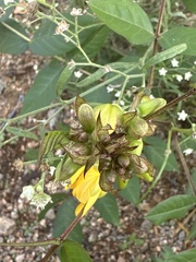 Senna occidentalis