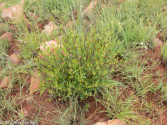 Cryptolepis oblongifolia
