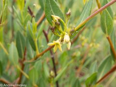 Cryptolepis oblongifolia