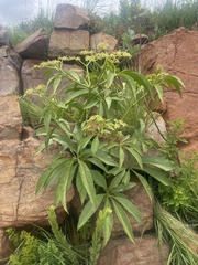 Cyphostemma