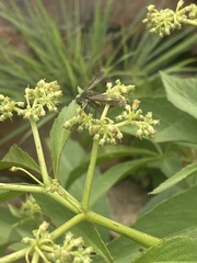 Cyphostemma