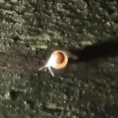 Euconulidae