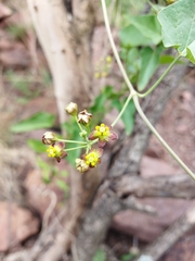 Pentarrhinum insipidum