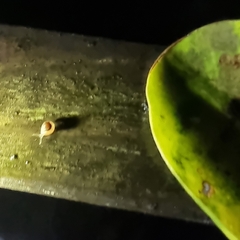 Euconulidae