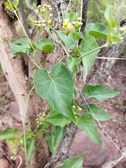 Pentarrhinum insipidum