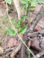 Pentarrhinum insipidum