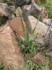 Hypoxis colchicifolia