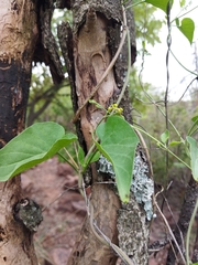 Pentarrhinum insipidum