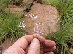 Brachystelma rubellum