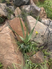 Hypoxis colchicifolia