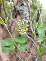 Pentarrhinum insipidum