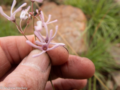 Brachystelma rubellum