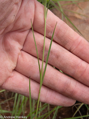 Brachystelma rubellum