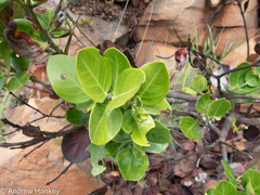 Acokanthera rotundata