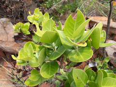 Acokanthera rotundata