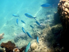 Caesio caerulaurea