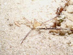 Trigonoplax longirostris