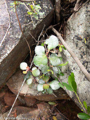 Kalanchoe rotundifolia