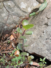 Kalanchoe rotundifolia