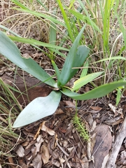Ledebouria confusa