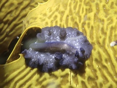 Polycladida