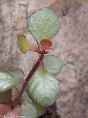 Kalanchoe rotundifolia