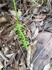 Ledebouria confusa