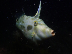 Scobinichthys granulatus