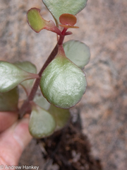 Kalanchoe rotundifolia