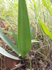 Ledebouria confusa