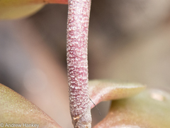Kalanchoe rotundifolia