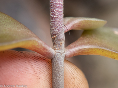 Kalanchoe rotundifolia