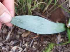 Ledebouria confusa