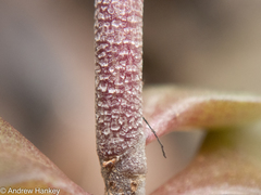 Kalanchoe rotundifolia