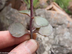 Kalanchoe rotundifolia