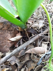 Ledebouria confusa