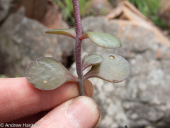 Kalanchoe rotundifolia