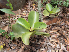 Kalanchoe sexangularis