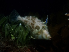 Scobinichthys granulatus