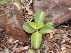 Kalanchoe sexangularis