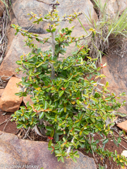 Hyperacanthus amoenus