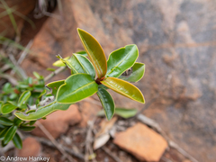 Hyperacanthus amoenus