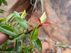 Hyperacanthus amoenus