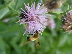 Leucozona inopinata