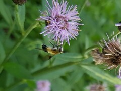 Leucozona inopinata